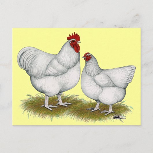 Orpington:  White Pair Briefkaart (Voorkant)
