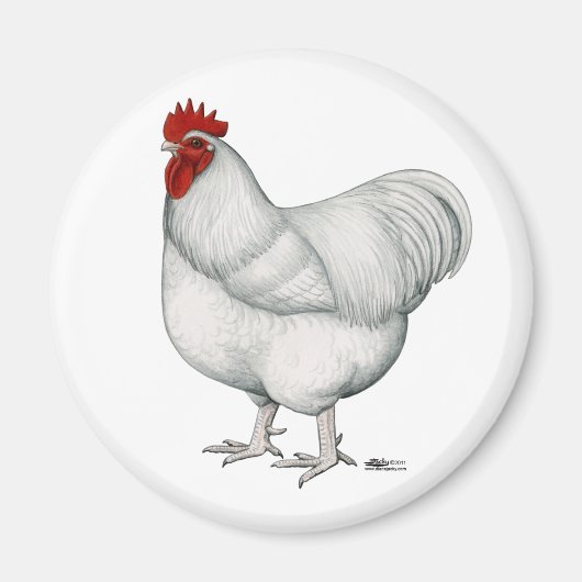 Orpington White Rooster Magneet (Voorkant)