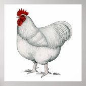 Orpington White Rooster Poster (Voorkant)