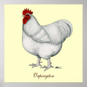 Orpington White Rooster Poster (Voorkant)