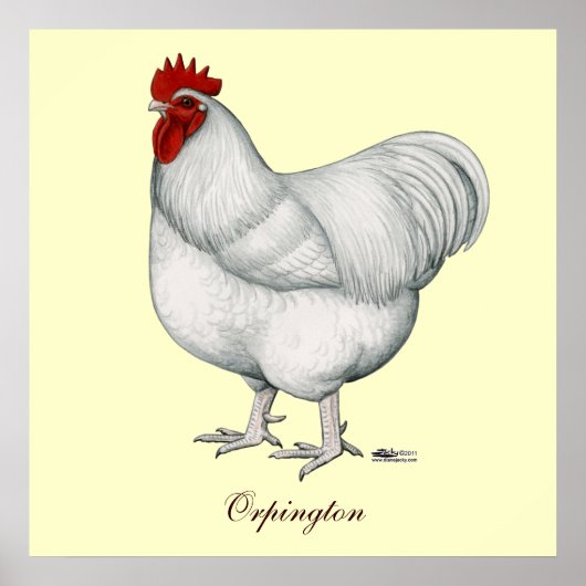 Orpington White Rooster Poster (Voorkant)
