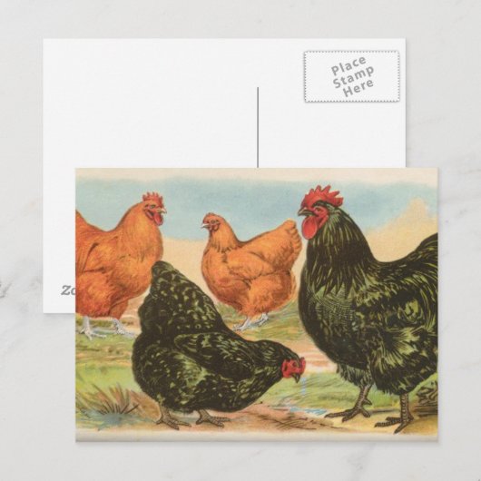 Orpingtons Briefkaart (Voorkant / Achterkant)