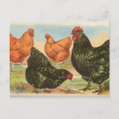 Orpingtons Briefkaart (Voorkant)
