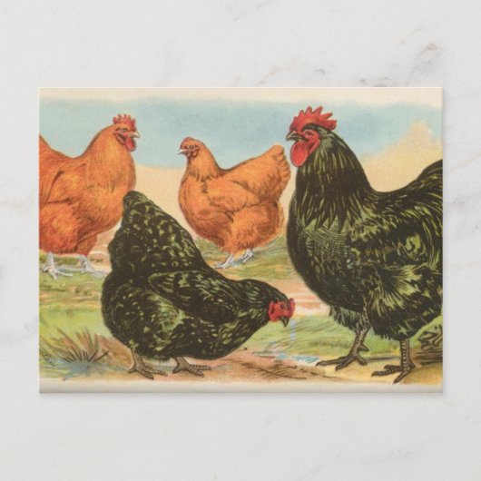 Orpingtons Briefkaart (Voorkant)