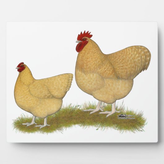 Orpingtons Lemon Cuckoo Fotoplaat (Voorkant)