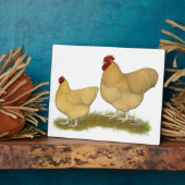 Orpingtons Lemon Cuckoo Fotoplaat (Zijkant)