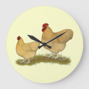 Orpingtons Lemon Cuckoo Grote Klok