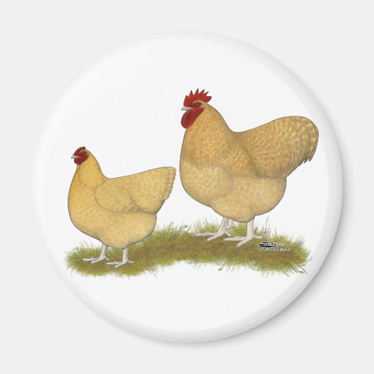 Orpingtons Lemon Cuckoo Magneet (Voorkant)