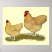 Orpingtons Lemon Cuckoo Poster (Voorkant)
