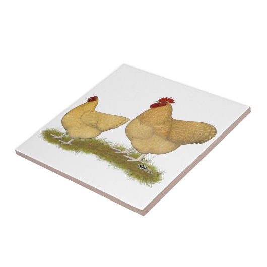 Orpingtons Lemon Cuckoo Tegeltje (Zijkant)