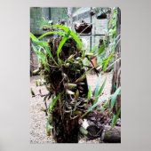 orquidea poster (Voorkant)