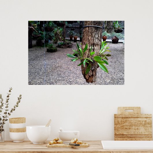 orquideas 01 poster (Keuken)