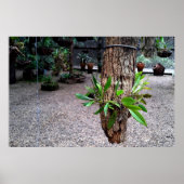 orquideas 01 poster (Voorkant)