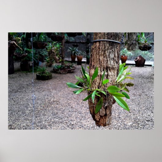 orquideas 01 poster (Voorkant)