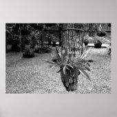 orquideas 02 poster (Voorkant)