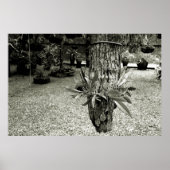 orquideas 04 poster (Voorkant)