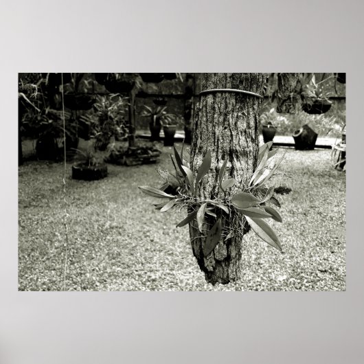 orquideas 04 poster (Voorkant)