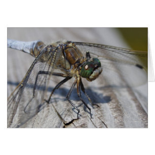 Orthetrum cancatum