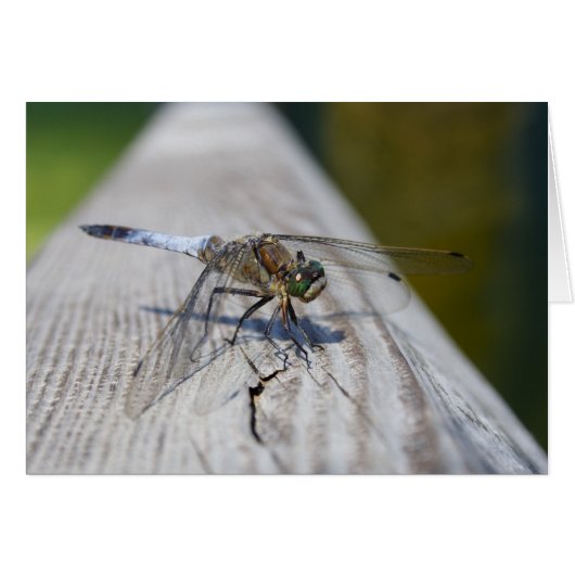 Orthetrum cancatum (Voorkant Horizontaal)