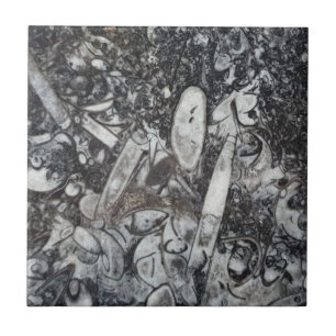 Orthosera en Goniatiet fossiel Tegeltje