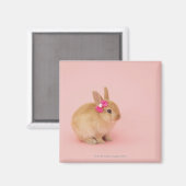 Oryctolagus cuniculus 2 magneet (Voorkant / Achterkant)