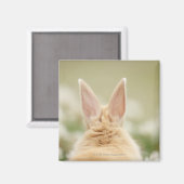 Oryctolagus cuniculus 2 magneet (Voorkant / Achterkant)