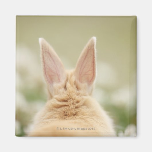 Oryctolagus cuniculus 2 magneet (Voorkant)