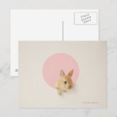 Oryctolagus cuniculus 3 briefkaart (Voorkant / Achterkant)