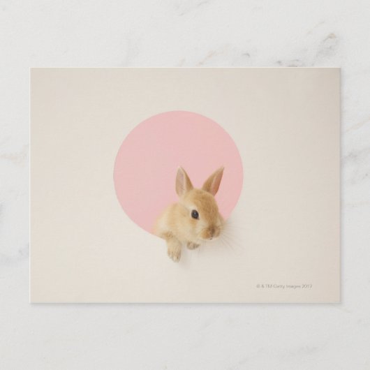 Oryctolagus cuniculus 3 briefkaart (Voorkant)