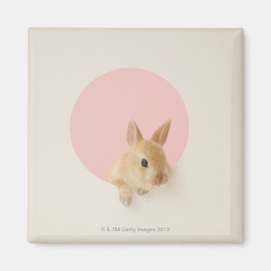 Oryctolagus cuniculus 3 magneet (Voorkant)