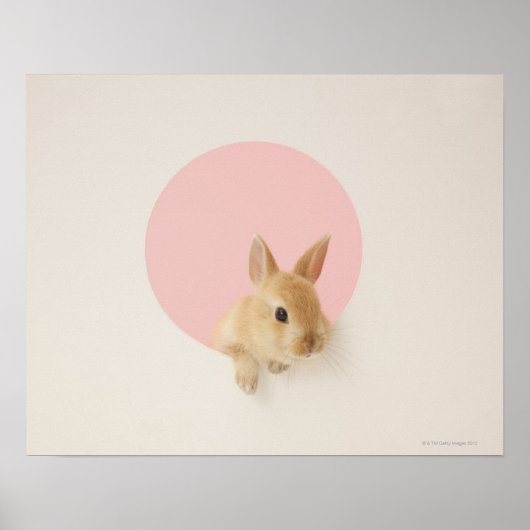 Oryctolagus cuniculus 3 poster (Voorkant)