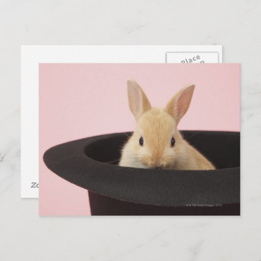 Oryctolagus cuniculus briefkaart (Voorkant / Achterkant)