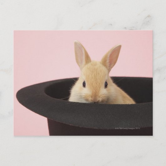 Oryctolagus cuniculus briefkaart (Voorkant)