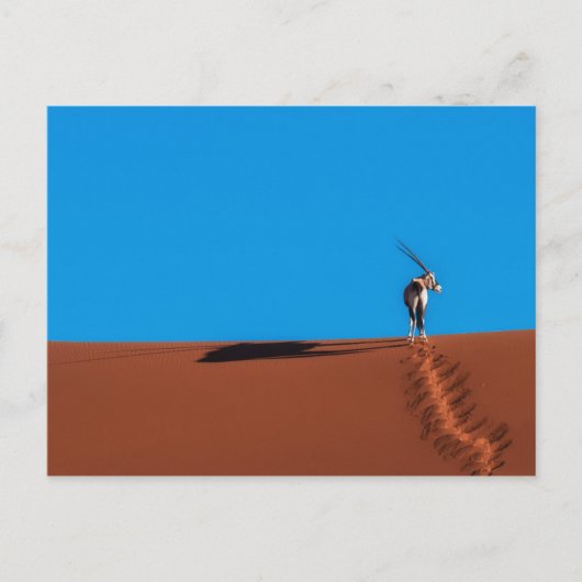 Oryx Antelope in de Namib woestijn Briefkaart (Voorkant)