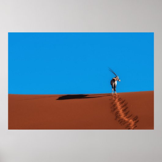 Oryx Antelope in de Namib woestijn Poster (Voorkant)