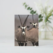 Oryx-antilope Briefkaart (Staand voorkant)