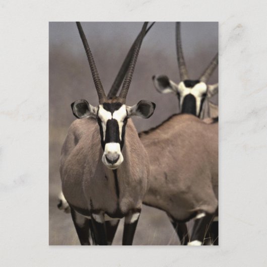 Oryx-antilope Briefkaart (Voorkant)
