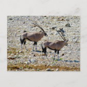 Oryx etosha briefkaart (Voorkant)
