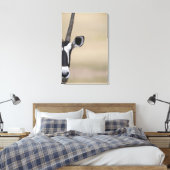 Oryx ook Gemsbock, Oryx gazella, Auob genoemd Canvas Afdruk (Insitu (Slaapkamer))