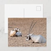 Oryxen in de woestijn briefkaart (Voorkant / Achterkant)