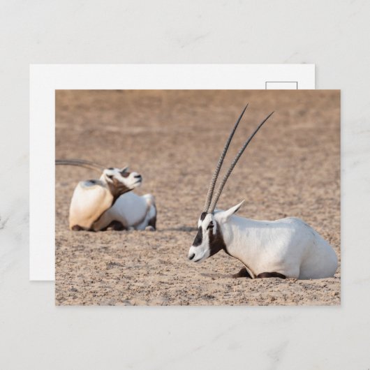 Oryxen in de woestijn briefkaart (Voorkant / Achterkant)