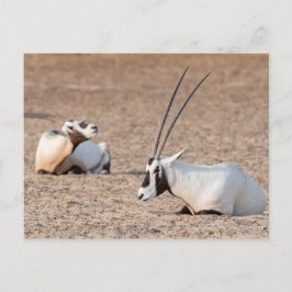 Oryxen in de woestijn briefkaart