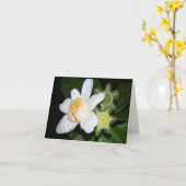 OSA: Gustavia brachycarpa Kaart (Gele Bloem)