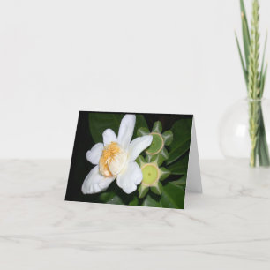 OSA: Gustavia brachycarpa Kaart