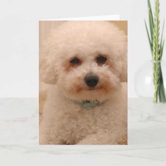 Oscar Bichon Frise Kaart (Voorkant)