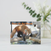 Oscar de Rode Panda in de Norfolk Zoo Briefkaart (Staand voorkant)