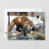 Oscar de Rode Panda in de Norfolk Zoo Briefkaart (Voorkant / Achterkant)