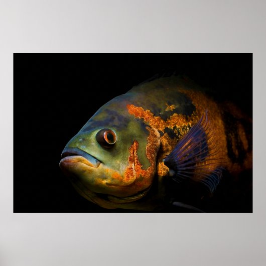 Oscar Fish Astronotus Ocellatus Poster (Voorkant)