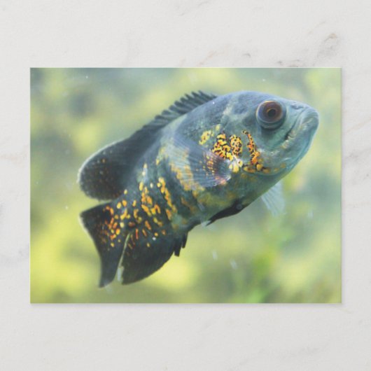 Oscar Fish Briefkaart (Voorkant)