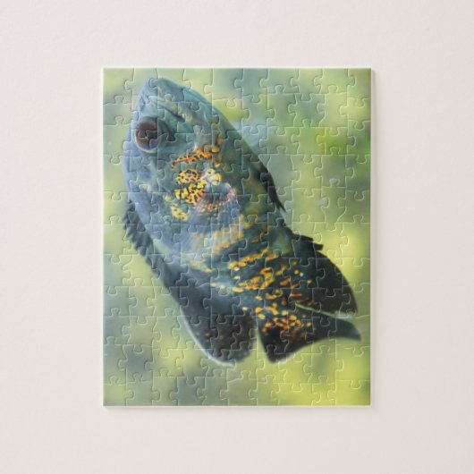 Oscar Fish Legpuzzel (Verticaal)